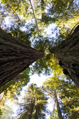 Fototapeta premium Redwood National and State Park, California