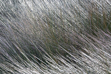 Marsh Grass Background
