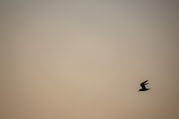  Bird Flying through Colorful Sky background 5