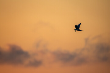  Bird Flying through Colorful Sky background 3