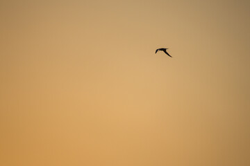 Bird at Dawn in Dark Orange Sky