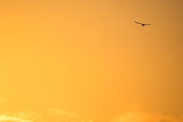 Fototapeta premium Minimal Bird in Orange Sky