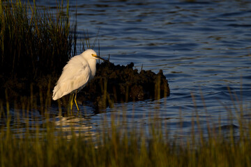 Snowy Egret at Water's Edge