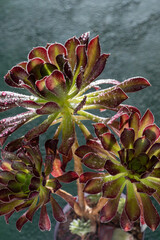 Obraz premium Flower Aeonium Schwarzkopf succulent. Leaves plant. Arboreum Black Rose.