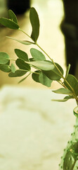 Warm Scene w/ a Branch of Green Eucalyptus in the Forefront in a Green Vase Framing Space for a...