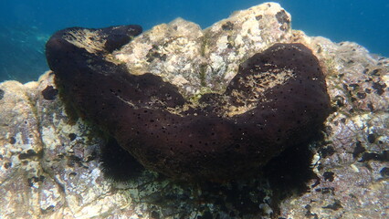 Black leather sponge (Sarcotragus spinosulus) undersea, Aegean Sea, Greece, Skiathos island, Vasilias beach