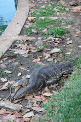 lizard on the ground near the pond
