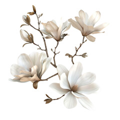 Obraz premium Delicate Magnolia Blooms
