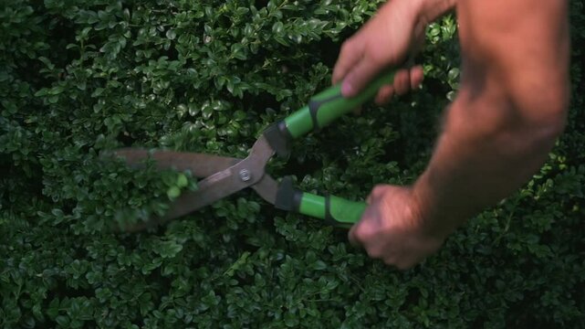 A close-up view of hands using large garden shears to trim a dense green hedge. The image captures the process of maintaining a well-manicured garden or outdoor space. High quality 4k footage