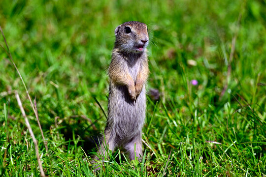 Europ&auml;ischer Ziesel // European ground squirrel (Spermophilus citellus) - Donaudelta, Rum&auml;nien