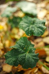Green burdock grass growing in autumn garden