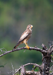 White eyed buzzard perched on a branch