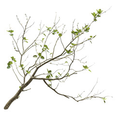 Fototapeta premium Tree Branch With New Growth