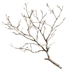 Fototapeta premium A Close-Up View of a Bare Branch