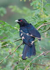 Asian koel bird perching on a bush