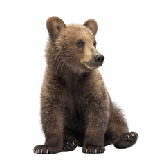 Fototapeta premium Cute Brown Bear Cub Sitting