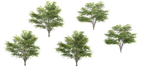 3d rendering of Elm Tree on transparent background