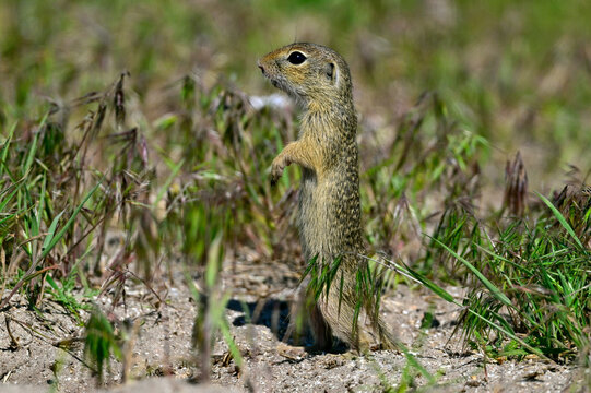 European ground squirrel // Europ&auml;ischer Ziesel (Spermophilus citellus) - Danube Delta, Romania