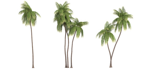 Collection of Coconut palm plants with transparent background