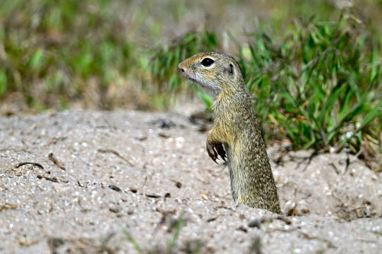 Europ&auml;ischer Ziesel // European ground squirrel (Spermophilus citellus) - Donaudelta, Rum&auml;nien