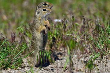 Europäischer Ziesel // European ground squirrel (Spermophilus citellus) - Donaudelta, Rumänien