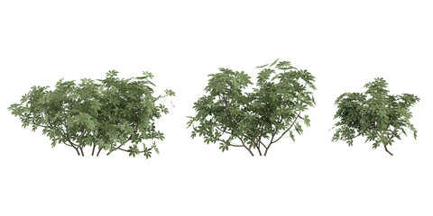 collection of Dwarf umbrella trees isolated on white background