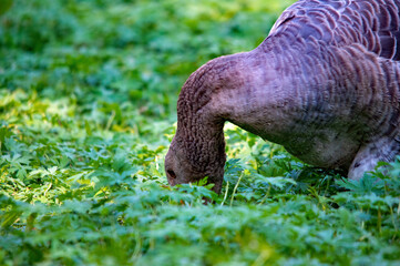 Nahaufnahme einer Graugans, die Gras frisst
