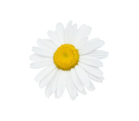 Chamomile or daisy flower close up isolated on white background with clipping path. Element for your design.