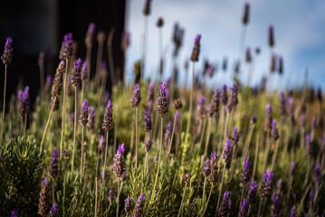 Bokeh of blooming lavender sprigs with blue sky in the background