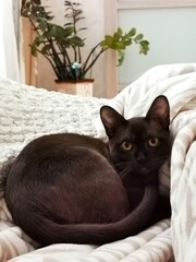 The Burmese cat is lying comfortably