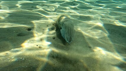 Acanthosepion pharaonis floating on the coast of the Red Sea in the Hurghada area. Resting during...