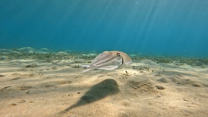 Acanthosepion pharaonis floating on the coast of the Red Sea in the Hurghada area. Resting during...