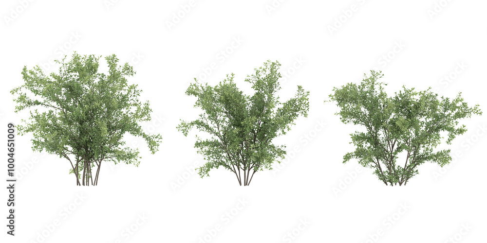 Poster collection of walnut tree with transparent background