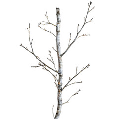 Obraz premium A Bare Birch Tree Branch