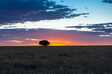 A colorful sunrise beyond a lone tree on the prairie