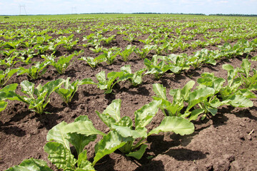 On the farm field grow sugar beets