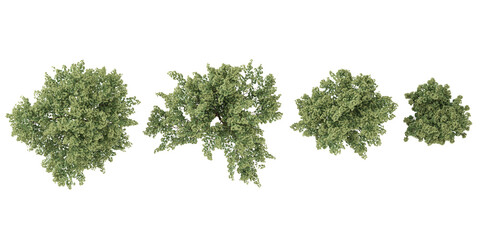 set of Celtis Australis trees on transparent background from the top view
