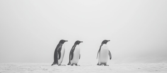 Obraz premium Four penguins are gathered on a snowy surface in Antarctica, surrounded by a misty, ethereal atmosphere during winter