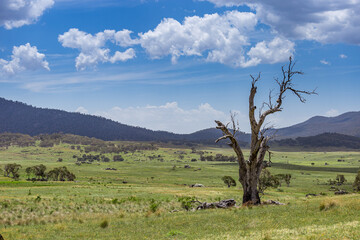 The tranquil landscapes of Bogong Creek in Namadgi National Park reveal lush grasslands dotted with...