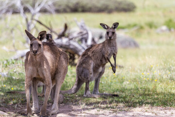 Groop of Kangaroos are gathered peacefully in the shade of trees by Bogong Creek, enjoying a sunny day.