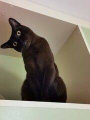 burmese cat is sitting