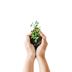 Isolated top view of caring hands holding a small green plant with soil, symbolizing growth, environmental care, sustainability and respect for nature, transparent background