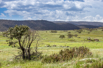 A serene view of Bogong Creek surrounds by rolling green fields and distant mountains, enhanced by...