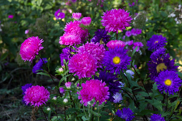 Obraz premium Purple flowers in the garden