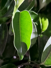 I Relaxed with my favorite leaf, enjoying nature, greenery, and autumnal moments. Perfect for plant lovers, peaceful vibes, and natural beauty shots.