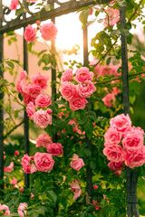 Vibrant pink flowers bloom in a lush garden, perfect for nature lovers. Ideal for spring, floral beauty, gardening, outdoor décor, and peaceful landscapes. Stunning natural photography.