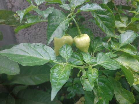 When planting tomatoes, it's helpful to support them with stakes or cages to help keep the fruits off the ground, which reduces the risk of pests and disease. Pruning the lower leaves and removing suc