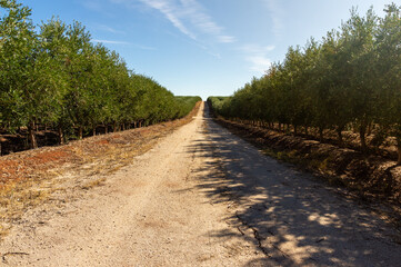 Backlight in the Olive Grove: Dirt Path and Shadows among the Extensive Olive Trees.