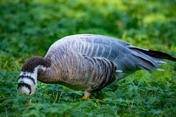 Gans grast auf einer Wiese