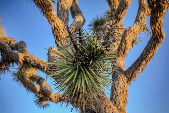 Joshua tree
